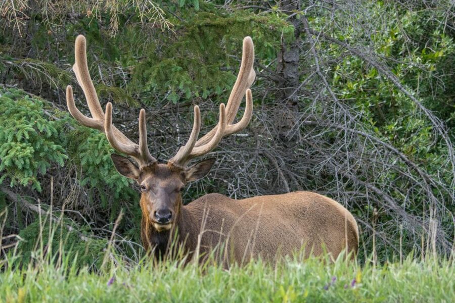 Jasper: Wildlife and Waterfalls Tour with Lakeshore Hike - Who should book this Maligne Valley tour?