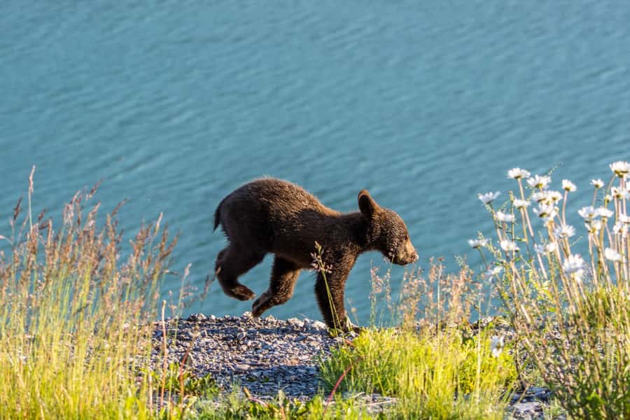 Jasper: Wildlife and Waterfalls Tour with Lakeshore Hike - Maligne Canyon: waterfalls, limestone, and a changing itinerary