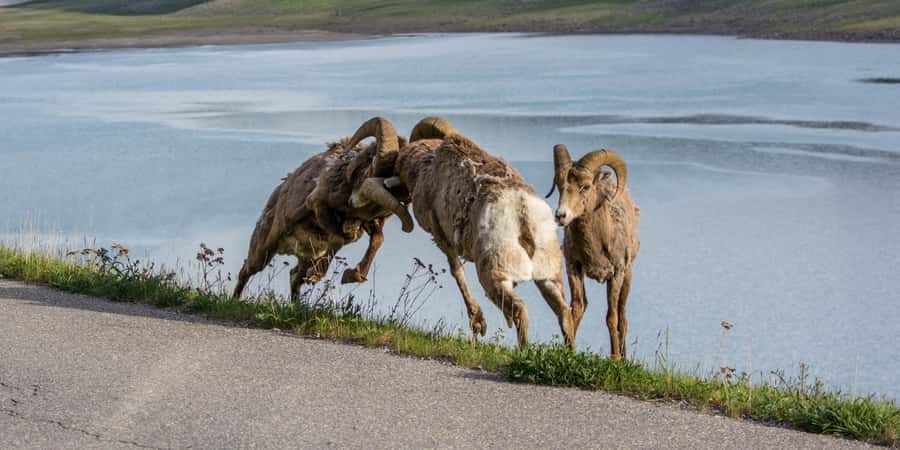 Jasper: Wildlife and Waterfalls Tour with Maligne Cruise - Weather, walking, and what to bring