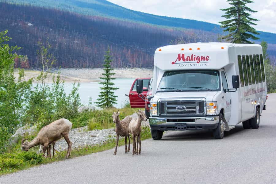 Jasper: Wildlife and Waterfalls Tour with Maligne Cruise - Medicine Lake and its disappearing water