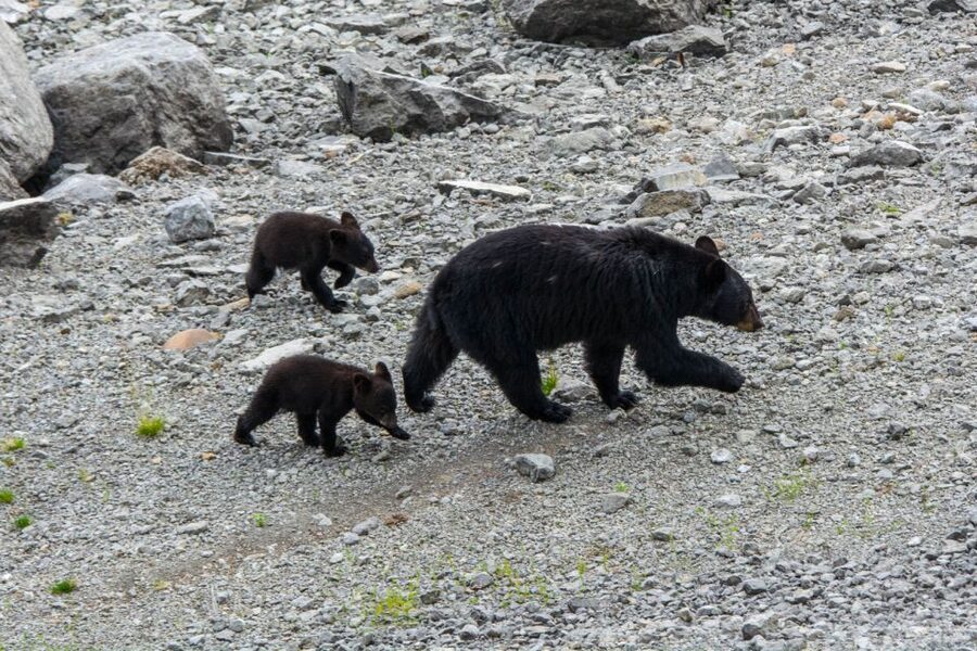 Jasper: Wildlife and Waterfalls Tour with Maligne Cruise - Wildlife watching from a moving minibus