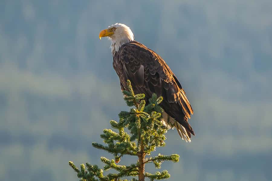 Jasper: Wildlife and Waterfalls Tour with Maligne Cruise - The 2024 wildfire and a different view of Jasper