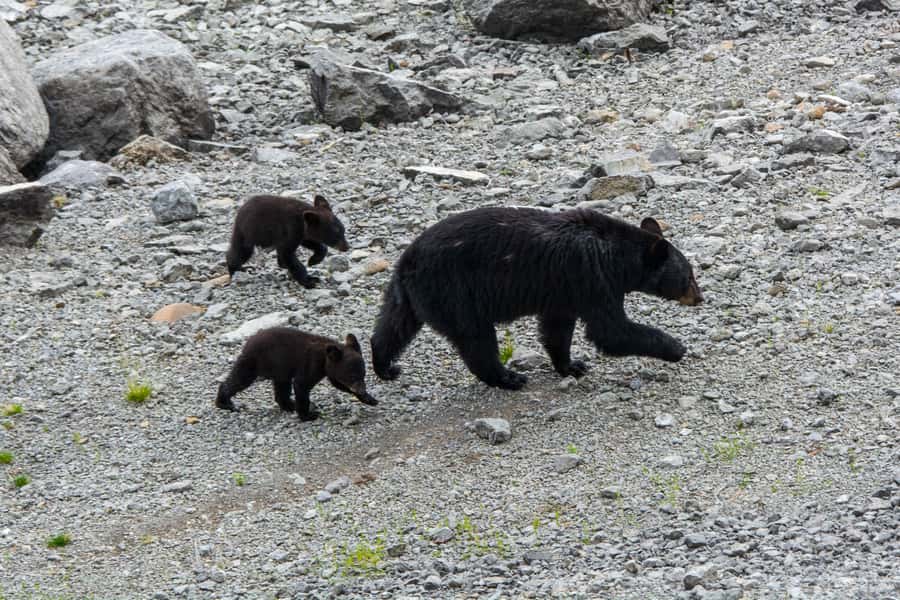 Jasper: Wildlife and Waterfalls Tour with Maligne Cruise - Maligne Lake and the Spirit Island cruise