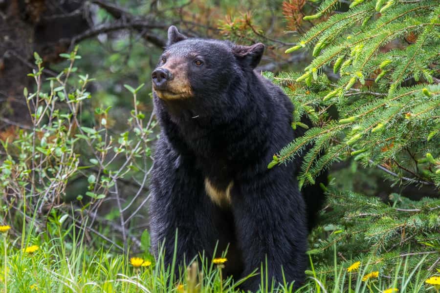 Jasper: Wildlife and Waterfalls Tour with Maligne Cruise - Maligne Canyon and the changing waterfall stop