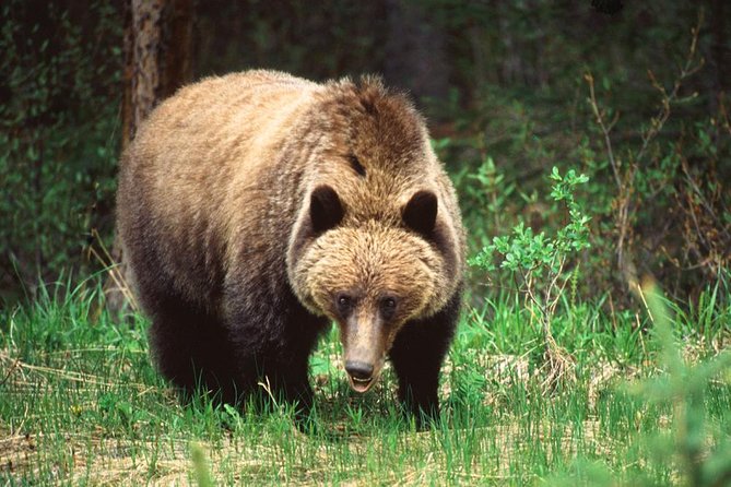 Jasper Wildlife & Sightseeing Tour with Maligne Lake Cruise - Medicine Lake and its disappearing water
