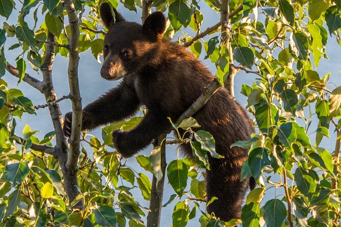 Jasper Wildlife & Sightseeing Tour with Maligne Lake Cruise - Lunch, timing, and the practical details