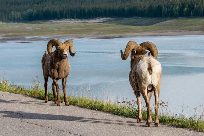 Jasper Wildlife & Sightseeing Tour with Maligne Lake Cruise - Is the $176.84 price fair?