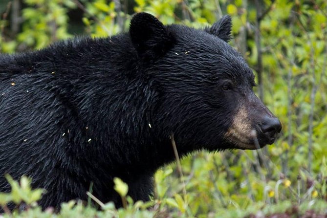 Jasper Wildlife & Sightseeing Tour with Maligne Lake Cruise - The minibus ride through Maligne Valley
