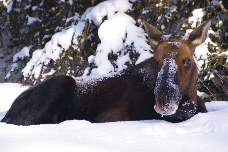 Jasper: Winter Wildlife Bus Tour in Jasper National Park - Key points to know before booking