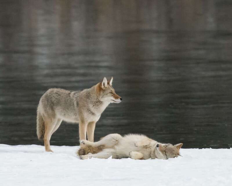 Jasper: Winter Wildlife Bus Tour in Jasper National Park - A relaxed way into Jasper’s winter country