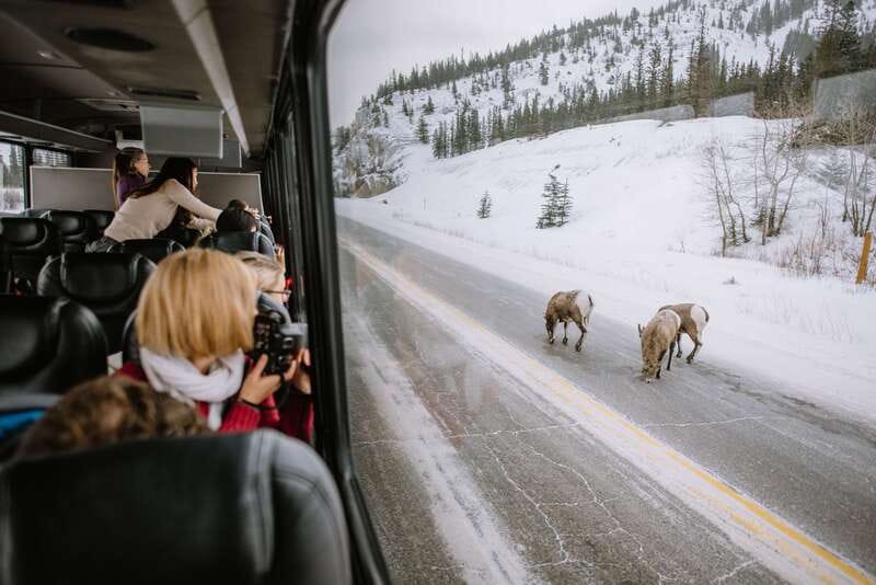 Jasper: Winter Wildlife Bus Tour in Jasper National Park - The 30-minute ride from Jasper