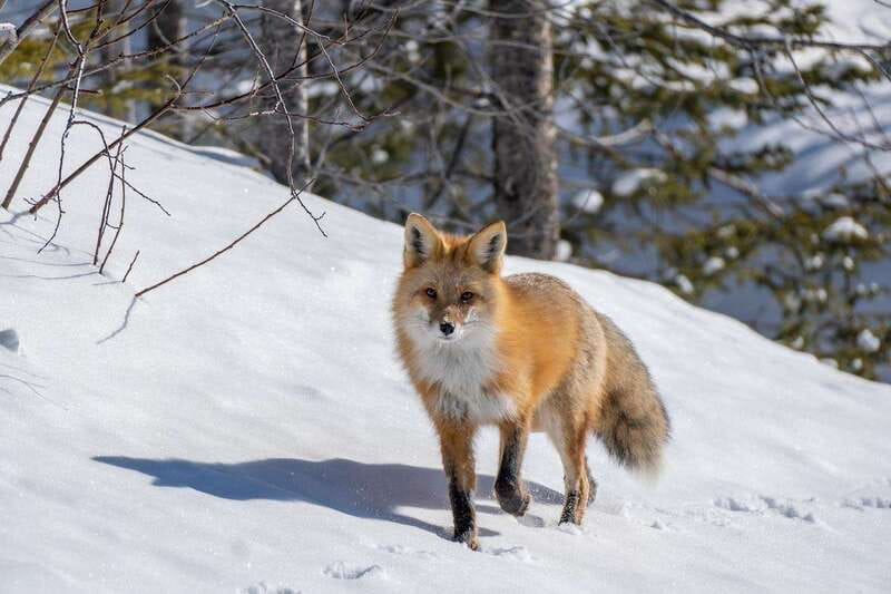 Jasper: Winter Wildlife Bus Tour in Jasper National Park - Three hours through Jasper National Park