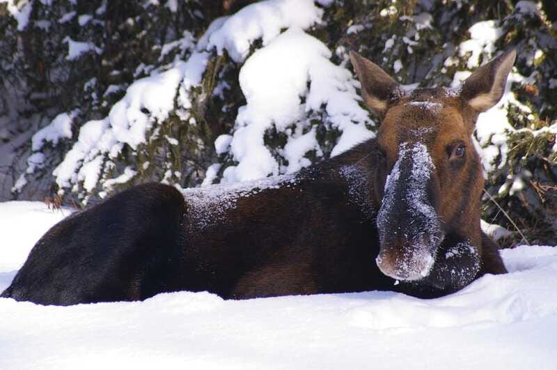 Jasper: Winter Wildlife Bus Tour in Jasper National Park - Scenic stops in the Athabasca Valley