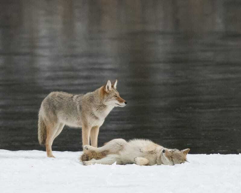 Jasper: Winter Wildlife Bus Tour in Jasper National Park - The guides make the difference