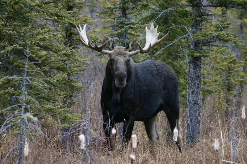 Jasper: Winter Wildlife Bus Tour in Jasper National Park - Is $62 a good value?