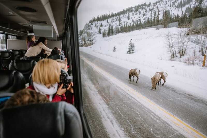 Jasper: Winter Wildlife Bus Tour in Jasper National Park - Who will enjoy this tour most