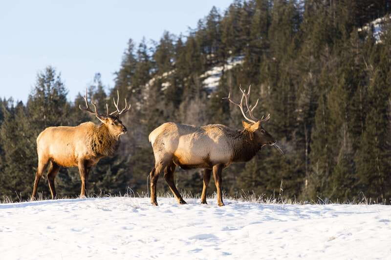 Jasper: Winter Wildlife Bus Tour in Jasper National Park - Why winter can be a good time for wildlife watching