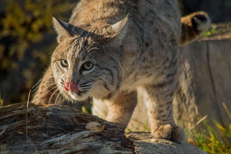 Kamloops: BC Wildlife Park Entry Ticket - What you get for the $14 entry fee