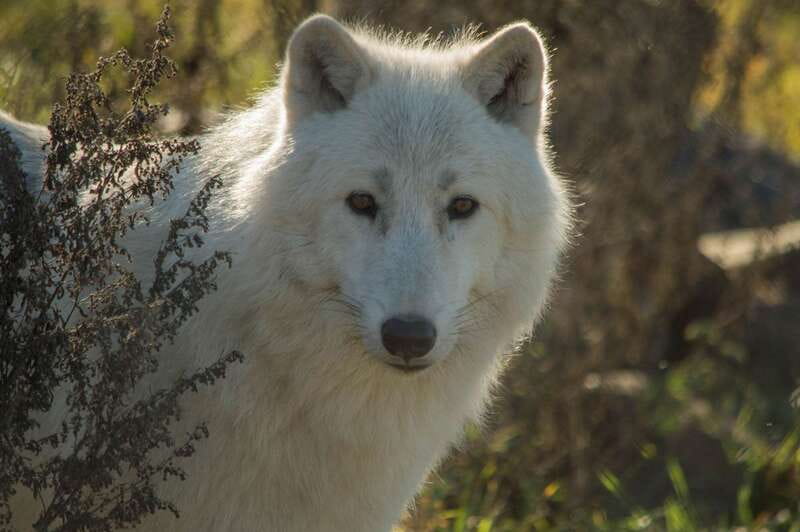 Kamloops: BC Wildlife Park Entry Ticket - Arctic wolves Sijja and Marraq
