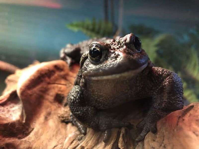 Kamloops: BC Wildlife Park Entry Ticket - Birds, reptiles, and the less predictable parts