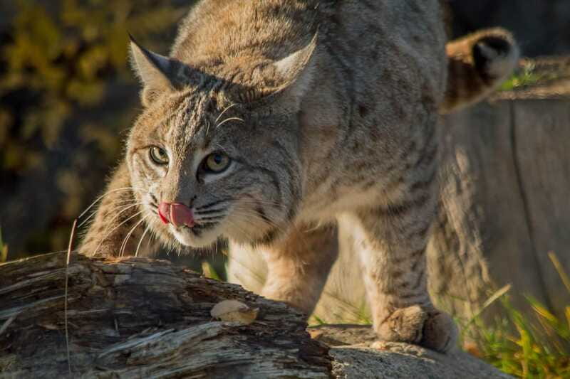 Kamloops: BC Wildlife Park Entry Ticket - Family activities beyond the animal habitats