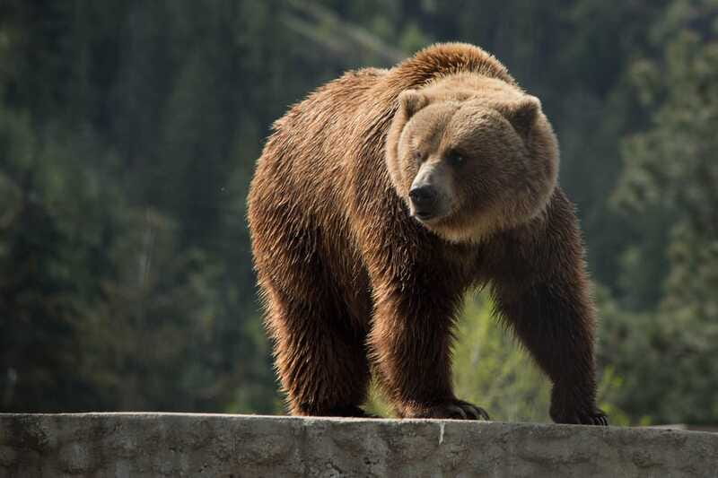 Kamloops: BC Wildlife Park Entry Ticket - Who should book the BC Wildlife Park