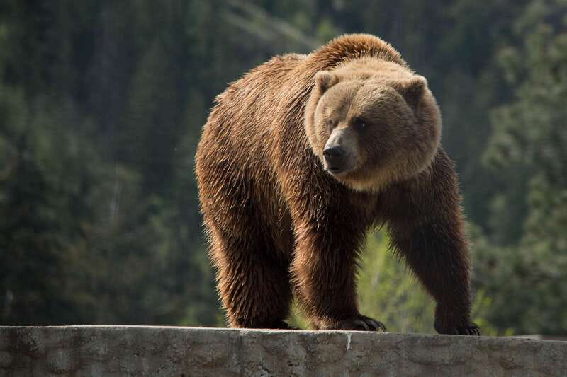 Kamloops: BC Wildlife Park Entry Ticket - Meeting bears, including a Kermode bear