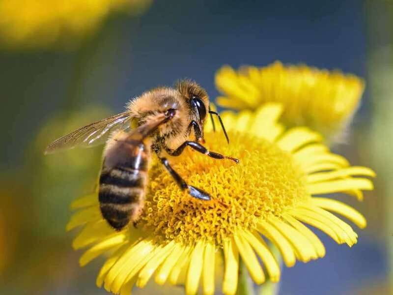 Kelowna: E-Bike Bee Tour w/ Tastings, Lunch, and Audioguide - From Lakeside Eco-Sports to the open countryside