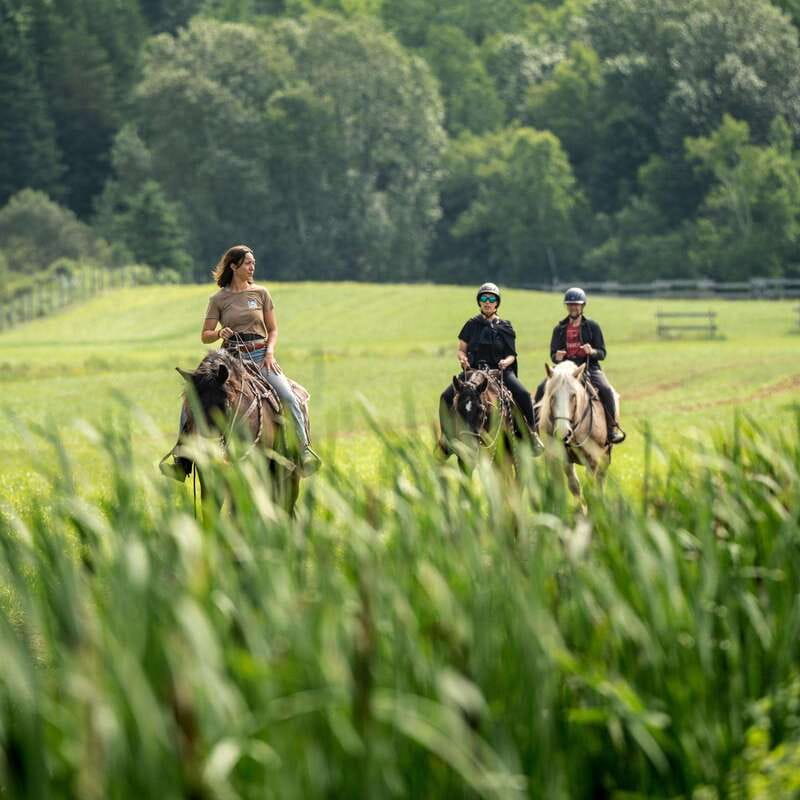 La Bleuetière: A charming introduction to horseback riding - Meeting the horses at the ranch