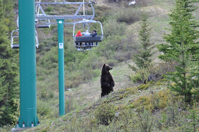 Lake Louise Summer Gondola Experience - Is the $48.86 Price Good Value?