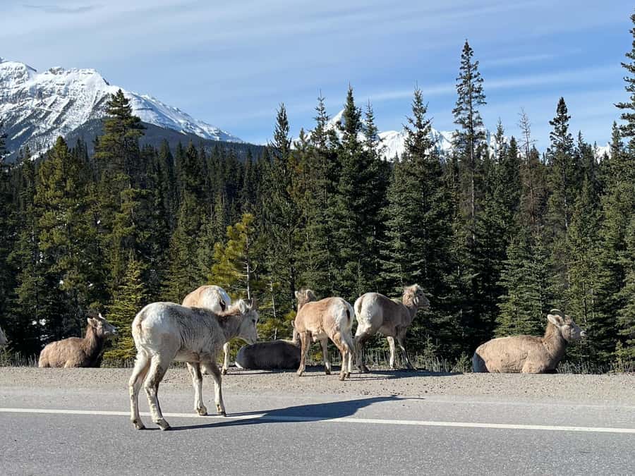 Louise, Moraine/Johnston Canyon, Minnewanka & Banff Town - What the $57 price really covers