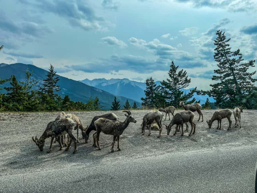Louise, Moraine/Johnston Canyon, Minnewanka & Banff Town - Who will get the most from this full-day route