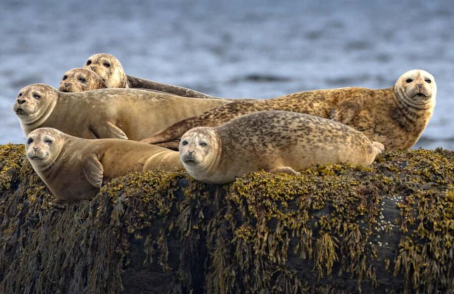 Lunenburg: Zodiac Wildlife Tour with Naturalist Guide - Jason’s geology and ecology lessons