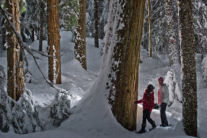 Medicine Trail Snowshoe Tour - Walking the old trapper’s path