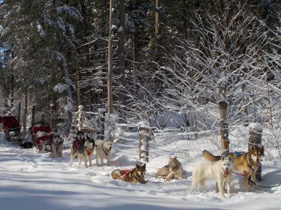 Mont-Tremblant: Dogsledding Valley Adventure - Meeting the pack at the Tremblant kennel