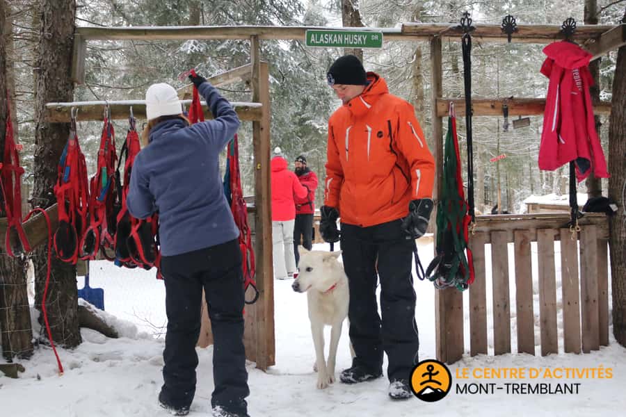 Mont-Tremblant: Dogsledding Valley Adventure - What the $153 price really covers