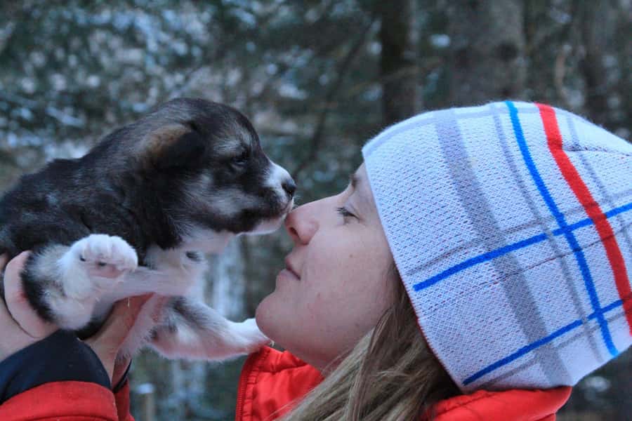 Mont-Tremblant: Dogsledding Valley Adventure - Choosing the right departure and position