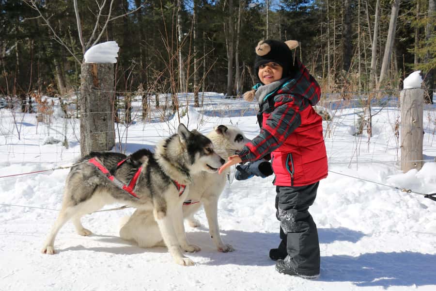 Mont-Tremblant: Dogsledding Valley Adventure - Simple preparation for a better ride