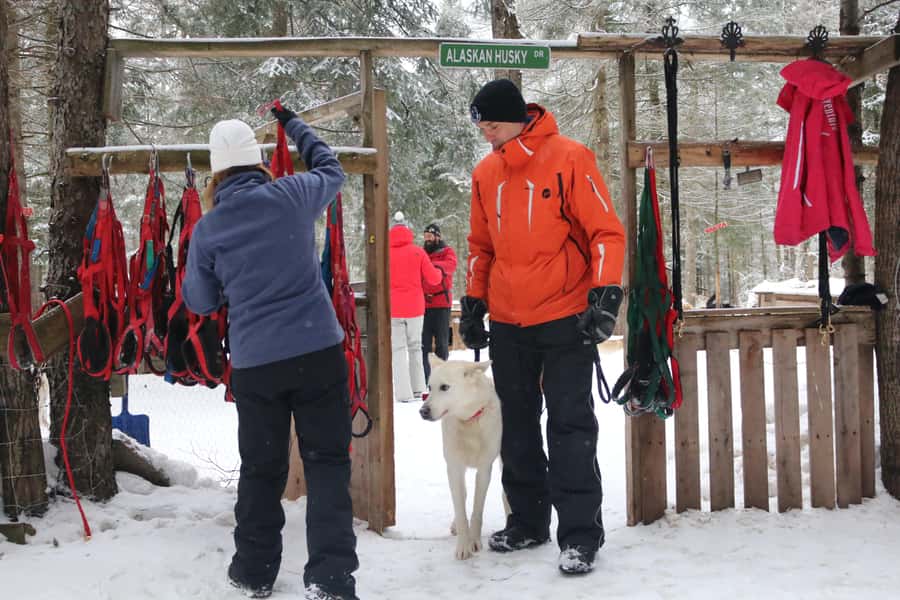 Mont-Tremblant: Dogsledding Valley Adventure - Following winding forest trails for 1 hour and 15 minutes