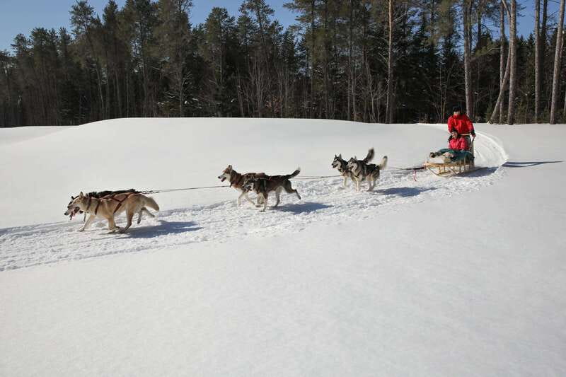 Mont-Tremblant: Guided Dogsledding Tour with Hot Chocolate - Driving or riding, and why the assignment matters