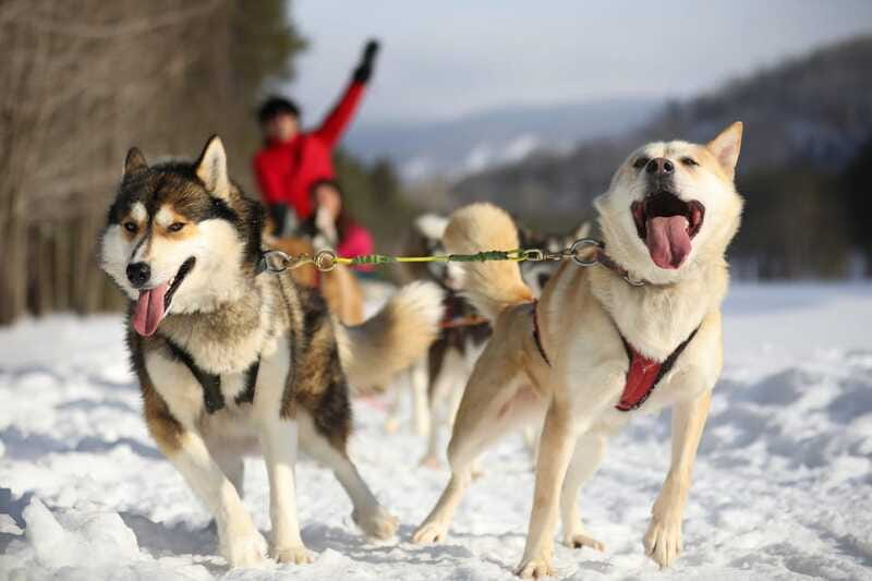 Mont-Tremblant: Guided Dogsledding Tour with Hot Chocolate - Hot chocolate, cookies, and the yurt finish
