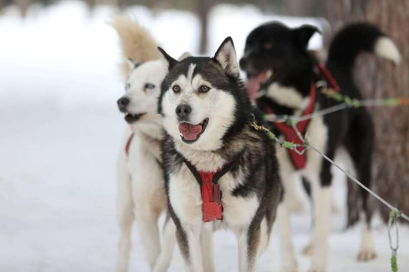 Mont-Tremblant: Guided Dogsledding Tour with Hot Chocolate - Who will enjoy this most