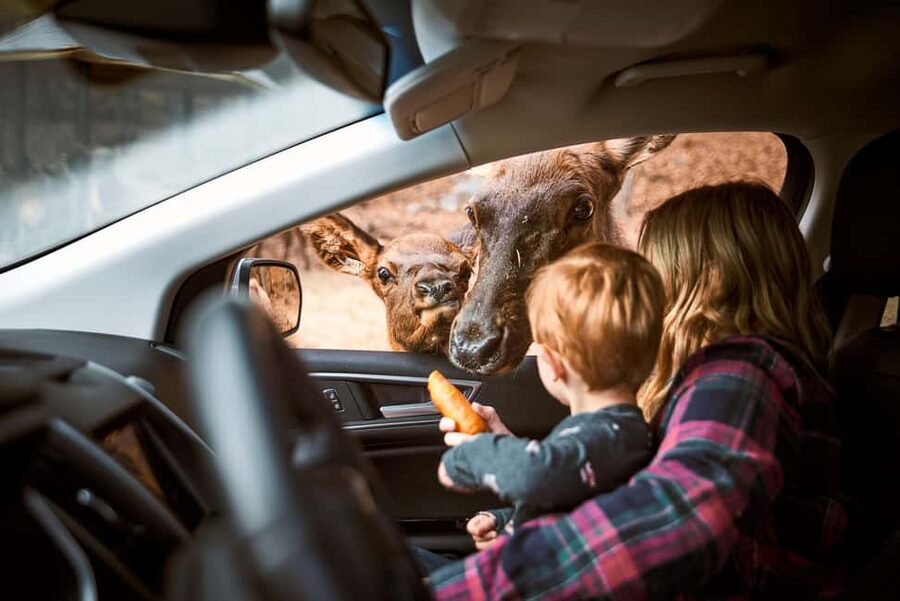 Montebello, QC: General Admission to Parc Omega - A drive-through safari near Montebello
