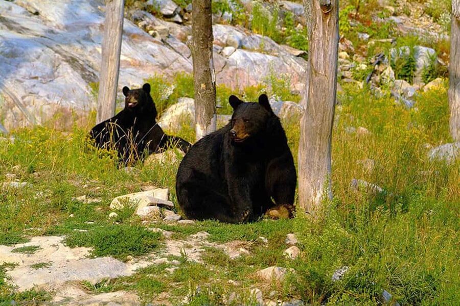 Montebello, QC: General Admission to Parc Omega - The First Nations Trail and Quebec’s past