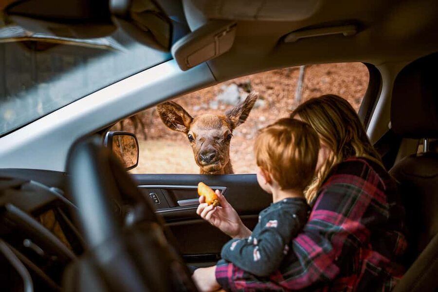Montebello, QC: General Admission to Parc Omega - Is $43 a fair price for a full day?