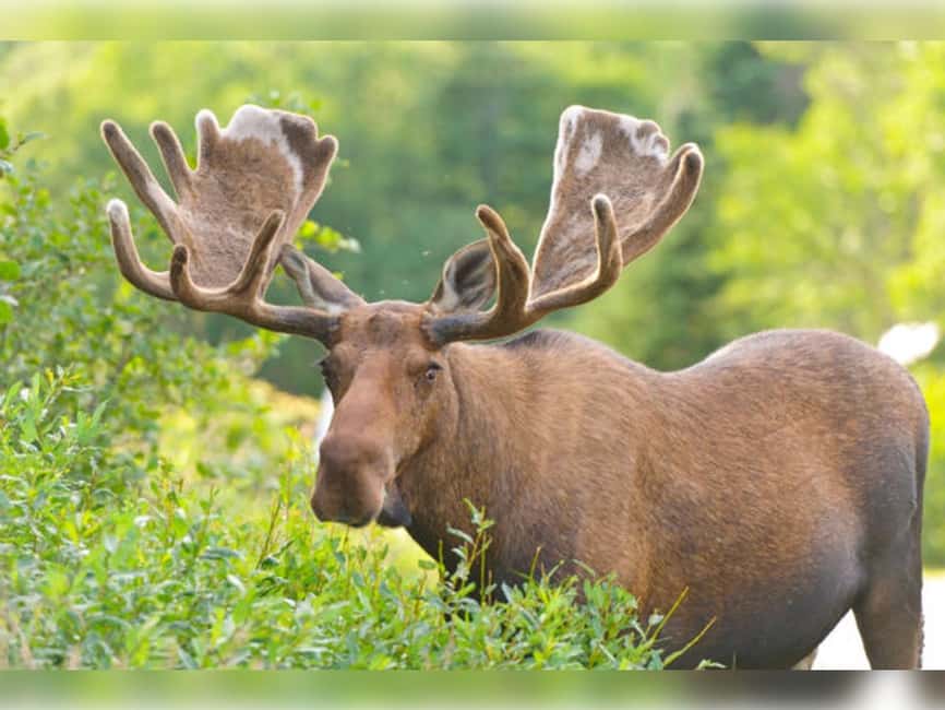 Montebello, QC: General Admission to Parc Omega - Who will enjoy Parc Omega most?