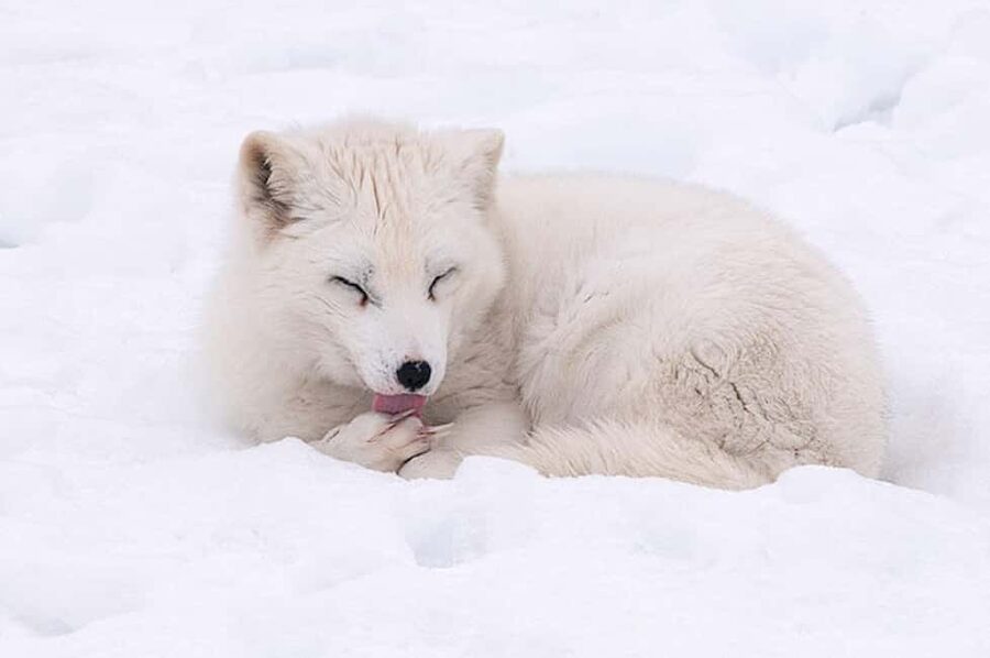 Montebello, QC: Morning VIP Tour at Parc Oméga - Cold-weather planning can make or break the outing
