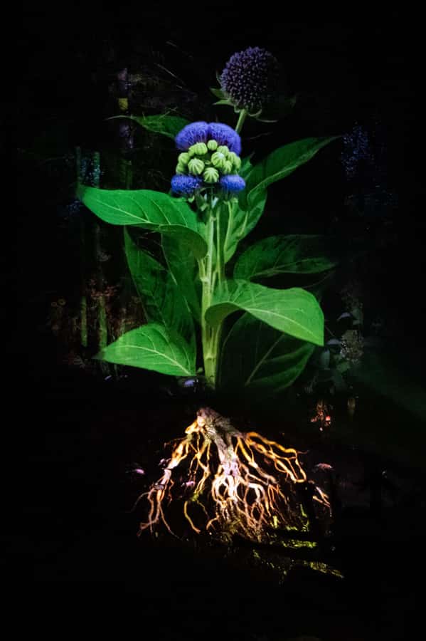 Montebello, QC: Omega Park ONIRO Immersive Experience at Night - A practical plan for your evening