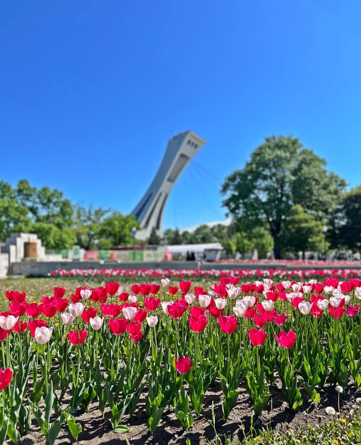 Montreal 3-Hour Private Car Tour with Expert Local Guide - Mount Royal for the city view