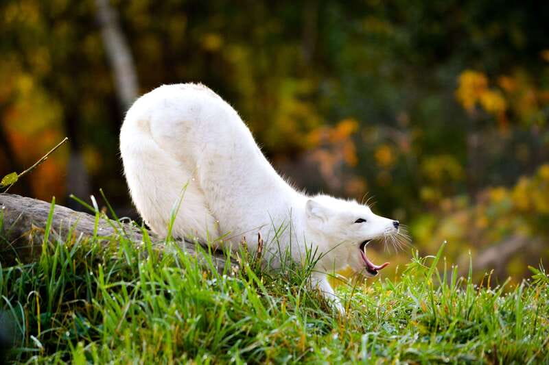 Montreal: Ecomuseum Zoo Entry Ticket - A walk through habitats built for local species
